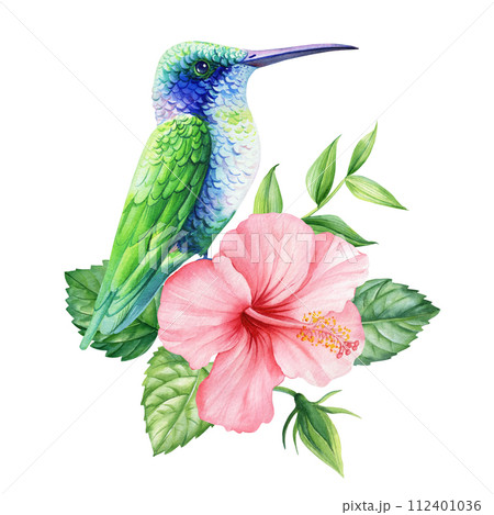 Blue hummingbird, Tropical flower, leaf watercolor isolated, beautiful summer nature drawing, Exotic design illustration Blue hummingbird, Tropical flower, leaf watercolor isolated, beautiful summer nature drawing, Exotic design illustration 112401036