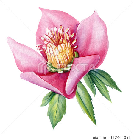 Spring flower hellebores isolated, hellebore watercolor illustration, botanical painting for invitation, greeting cards Spring flower hellebores isolated, hellebore watercolor illustration, botanical painting for invitation, greeting cards 112401051
