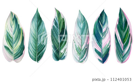 set of tropical leaves on an isolated white background, watercolor illustration, spring green plants, botanical painting 112401053