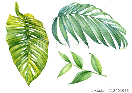 Palm leaf, Watercolor tropical floral illustration set with green leaves for greetings, textures, fabric, card, poster 112401088