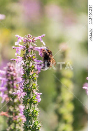 A bee collects pollen on Purple Betony flowers or Betony, Wood Betony, Bishopwort, Bishop's Wort. 112401254