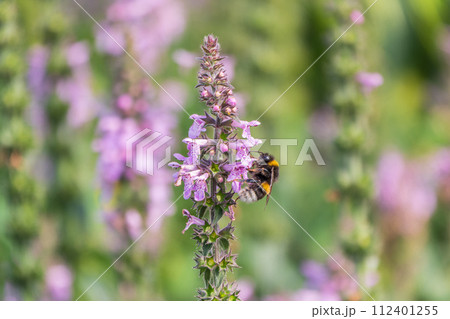 A bee collects pollen on Purple Betony flowers or Betony, Wood Betony, Bishopwort, Bishop's Wort. A bee collects pollen on Purple Betony flowers or Betony, Wood Betony, Bishopwort, Bishop's Wort. 112401255