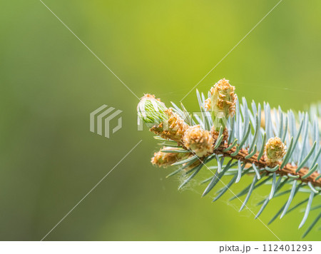 Fir branches with fresh shoots in spring. 112401293