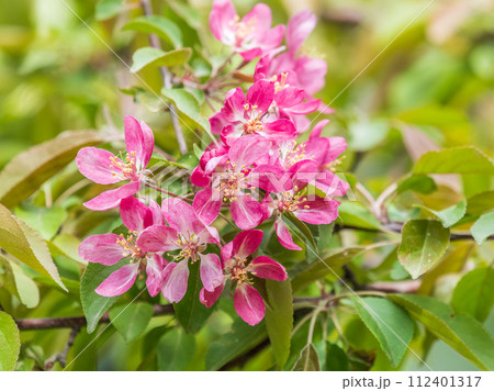 Fresh pink flowers of a blossoming apple tree with blured background 112401317