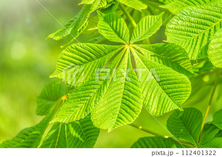 Green Chestnut Leaves in beautiful light. Spring season, spring colors. 112401322