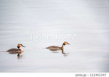 Two Great Crested Grebes swim in the lake 112401347