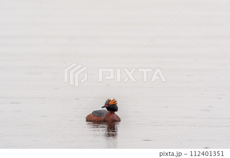 Horned grebe swimming in the lake Horned grebe swimming in the lake 112401351