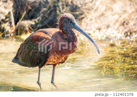 The glossy ibis, latin name Plegadis falcinellus, searching for food in the shallow lagoon. The glossy ibis, latin name Plegadis falcinellus, searching for food in the shallow lagoon. 112401376