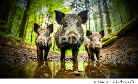 Wild Boar Family in the Forest Looking at...のイラスト素材 [112401579] - PIXTA