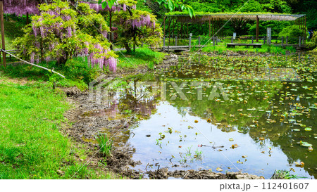 うららかな春の新緑森に映える本紅藤の花と蓮池周辺風景　(鹿央古代の森交流施設「里やま」)山鹿市 112401607