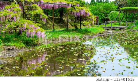 うららかな春の新緑森に映える本紅藤の花と蓮池周辺風景 (鹿央古代の森交流施設「里やま」)山鹿市 うららかな春の新緑森に映える本紅藤の花と蓮池周辺風景 (鹿央古代の森交流施設「里やま」)山鹿市 112401618