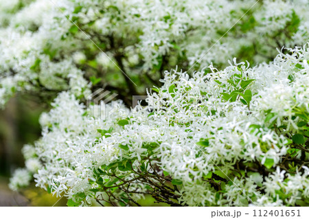 うららかな春の新緑森に映えるヒトツバタゴ (鹿央古代の森交流施設「里やま」)山鹿市 うららかな春の新緑森に映えるヒトツバタゴ (鹿央古代の森交流施設「里やま」)山鹿市 112401651