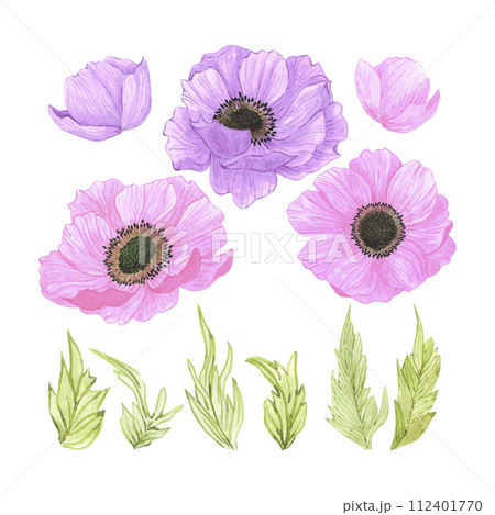 Hand drawn watercolor pink and purple anemone flowers set isolated on white background. Can be used for post card, poster and other printed products. 112401770
