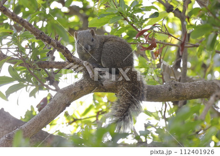森で出会ったリス 112401926