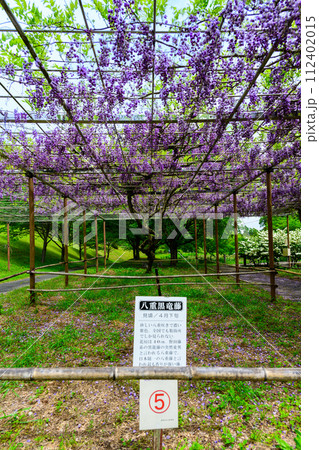 うららかな春の新緑に映える八重咲き八重黒龍藤 (鹿央古代の森交流施設「里やま」)山鹿市 うららかな春の新緑に映える八重咲き八重黒龍藤 (鹿央古代の森交流施設「里やま」)山鹿市 112402015
