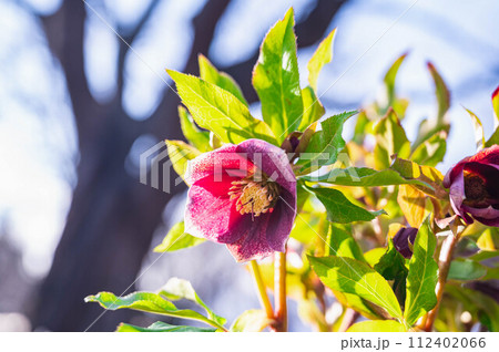 赤紫色のクリスマスローズ 112402066