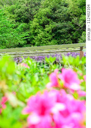うららかな春の新緑に映えるツツジの花と八重黒龍藤 (鹿央古代の森交流施設「里やま」)山鹿市 うららかな春の新緑に映えるツツジの花と八重黒龍藤 (鹿央古代の森交流施設「里やま」)山鹿市 112402104
