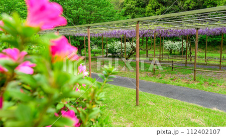 うららかな春の新緑に映えるツツジの花と八重黒龍藤　(鹿央古代の森交流施設「里やま」)山鹿市 112402107