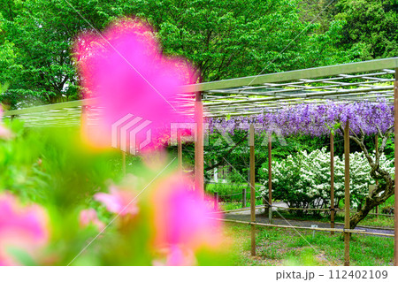 うららかな春の新緑に映えるツツジの花と八重黒龍藤 (鹿央古代の森交流施設「里やま」)山鹿市 うららかな春の新緑に映えるツツジの花と八重黒龍藤 (鹿央古代の森交流施設「里やま」)山鹿市 112402109