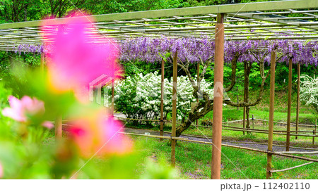 うららかな春の新緑に映えるツツジの花と八重黒龍藤　(鹿央古代の森交流施設「里やま」)山鹿市 112402110