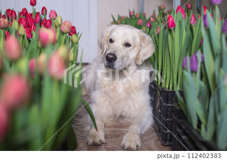 Golden Retriever lying among tulip flowers. Golden Retriever lying among tulip flowers. 112402383