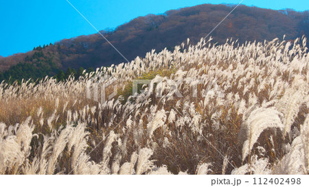 【神奈川県足柄下郡箱根町】 仙石原のススキ　 自然風景（2023年11月） 112402498