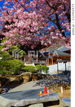 満開の河津桜　多宝塔　雨引観音 112402675
