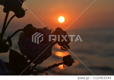 Rose flowers lying on sand of beach of sea shore coast at sunset dawn close-up. Blossoming blooming flowers of pink roses on sand of sea coast with setting rising sun. Concept romance mood romantic 112403544