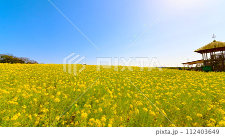 愛知牧場 菜の花畑 愛知牧場 菜の花畑 112403649
