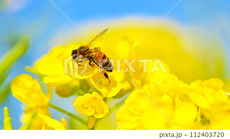 ミツバチが飛びかう菜の花畑 112403720