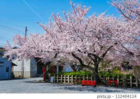 桜の木 112404114