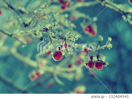 Red berries of viburnum with hoarfrost Red berries of viburnum with hoarfrost 112404543