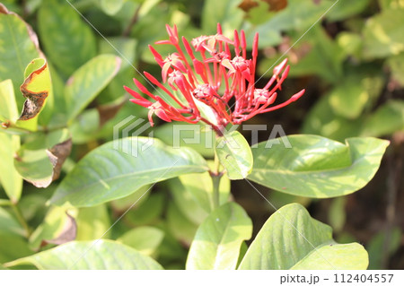 red ixora on tree red ixora on tree 112404557