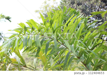 close-up of Wodyetia bifurcata leaves 112404653