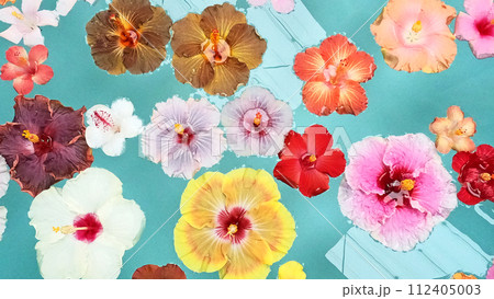 水面に浮かぶ色々な種類のハイビスカス 水面に浮かぶ色々な種類のハイビスカス 112405003