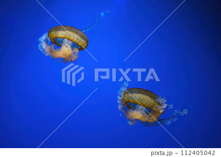 Pacific sea nettle, Orange jellyfish or Chrysaora fuscescens swimming in blue water of aquarium 112405042