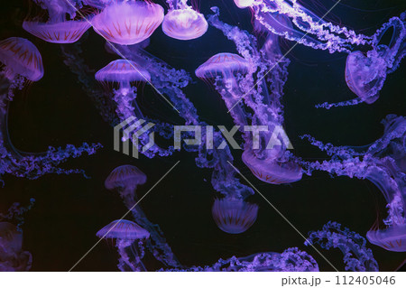 Group of jellifish South american sea nettle, Chrysaora plocamia swimming in dark water of aquarium Group of jellifish South american sea nettle, Chrysaora plocamia swimming in dark water of aquarium 112405046