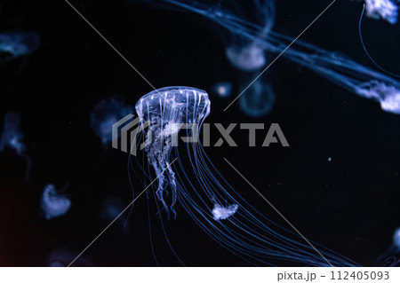 Fluorescent jellyfish swimming underwater aquarium pool with blue neon light 112405093