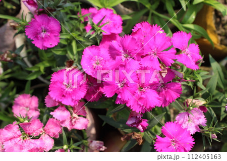 close-up of Dianthus chinensis pink flowers close-up of Dianthus chinensis pink flowers 112405163