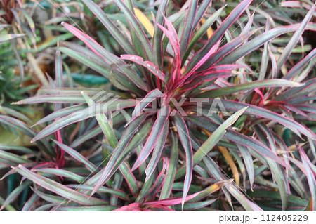 closeup of Dracaena reflexa plant 112405229