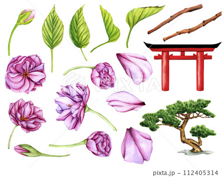 Pink Japanese Sakura Flowers. Watercolor illustration set of Japanese traditional Torii Gate Red color, Pink Flower and Bonsai tree of Pine. Flower buds, petals and leaves of Cherry Blossoms 112405314