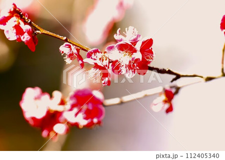 赤い情熱的な梅の花びら 赤い情熱的な梅の花びら 112405340