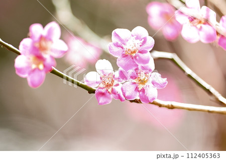 ピンク色の花びらのマクロ的芸術性 112405363