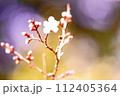 珍しい芽の段階の梅の花 112405364