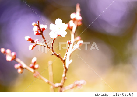 珍しい芽の段階の梅の花 112405364