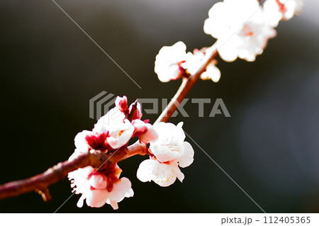 開花したばかりの花びら 112405365