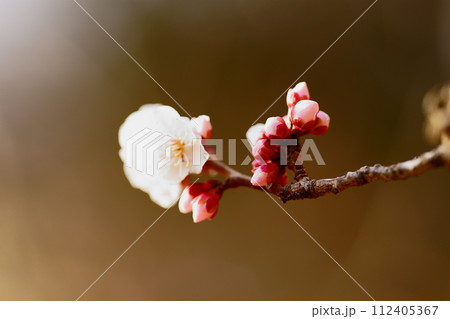 真っ先に咲いた花が蕾を待っている 真っ先に咲いた花が蕾を待っている 112405367