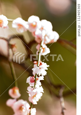 マクロ的な芸術性 112405369