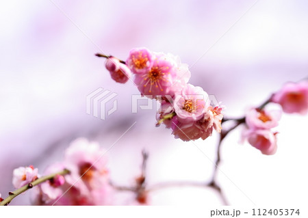 マクロ的な芸術性が表現されている 112405374
