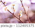 白い梅の花 112405375